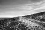 Volnay 9056.jpg